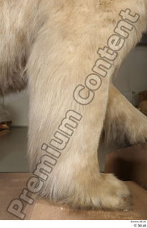 Polar bear leg 0004.jpg